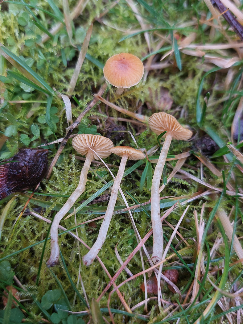 Photo © Jesper Launder Galerina graminea by Jesper Launder